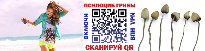 Псилоцибиновые грибы Psilocybine cubensis Новая Ладога